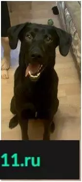 Пропала собака в Троицке, черный лабрадор с белым пятнышком на груди.