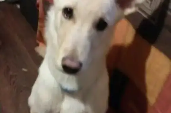 Собаки потеряшки, , фото: Потеряшка собака Циля на улице Производственная