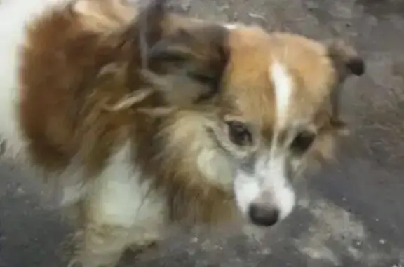 Пропала собака возле магазина в Кстово