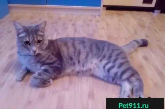 Потерянные животные Салехард, фото: Пропал кот на ул. Павлова, Салехард.