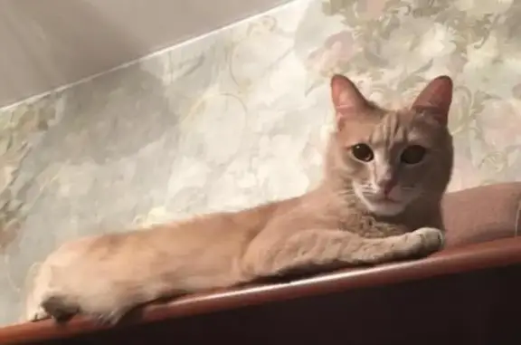 Кошки потеряшки, Анадырь, фото: Потеряшка кот в Анадыре