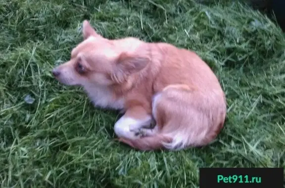 Пропала собака в Тольятти: рыжий лисенок Тоби на Александровском поле