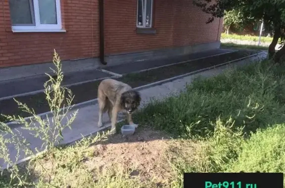 Собака найдена в Таганроге, ищем хозяев.