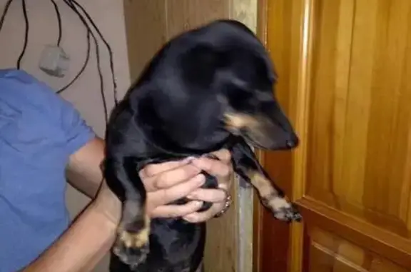 Найдена собака без ошейника в Магнитогорске