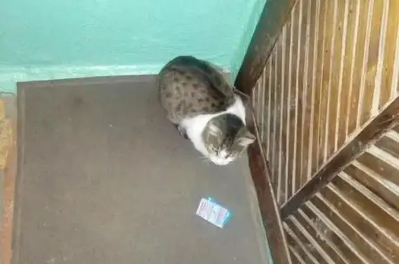 Найдена кошка в районе Универсама, Чита.