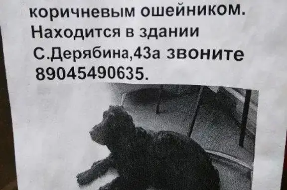 Найден черный пес на ул. С. Дерябиной