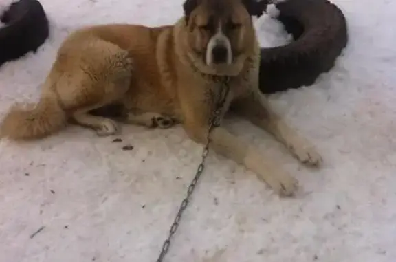 Пропала собака Вулкан в Переславле-Залесском, гарантирую вознаграждение