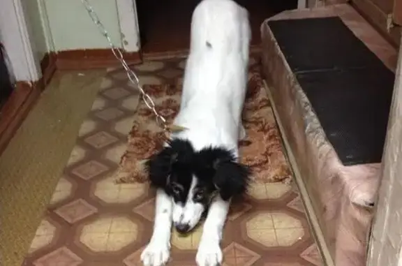 Найдена собака, Анадырь, фото: Найден щенок в Анадыре, ищет новый дом.