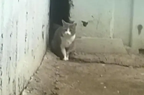 Потеряна домашняя кошка в Набережных Челнах