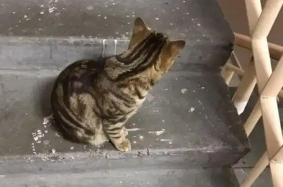 Найден кот в районе военкомата в Лангепасе