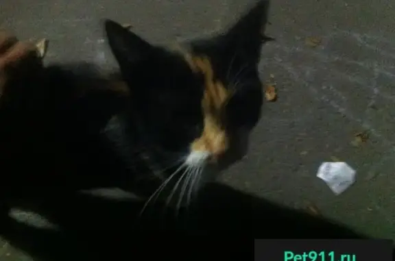 Найдена кошка на улице Аллея Строителей, 3.