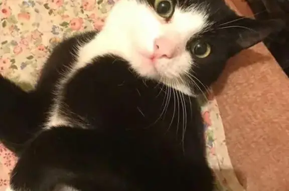 Объявления о пропавших и найденных животных, Билибино, фото: Пропал кот 