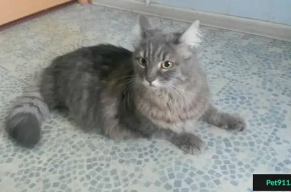 Найден серый кот в Ростове-на-Дону