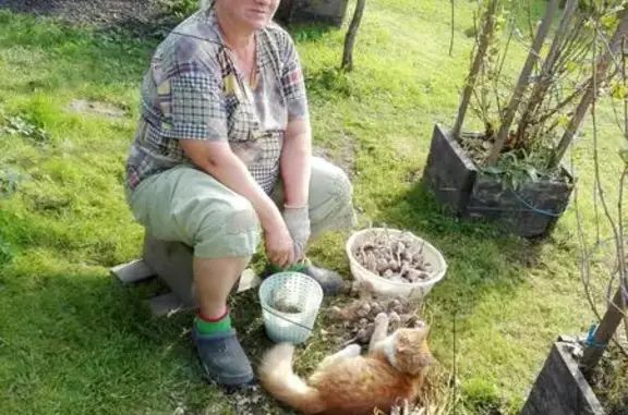 Пропала кошка в Балабаново, садовое товарищество Полянка, 1-я линия