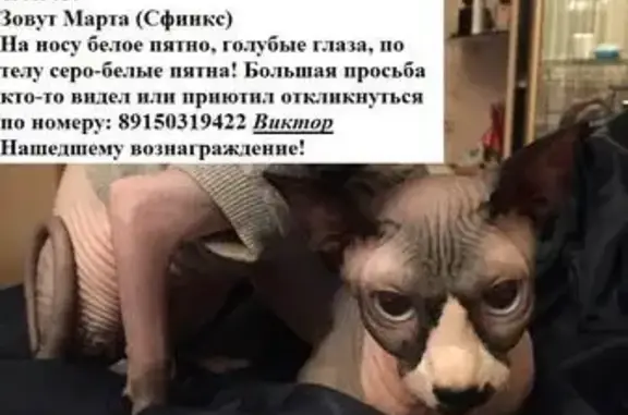 Пропала кошка на улице Родионова, Химки