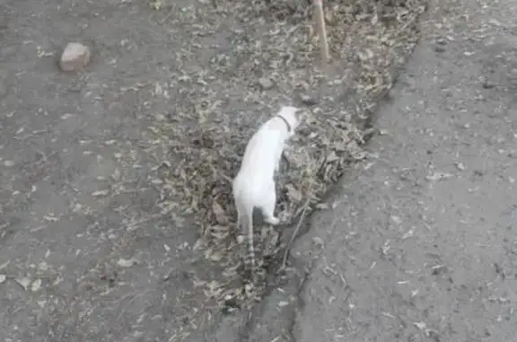 Найдена кошка в Волжском, адрес: ул. Энгельса, 7