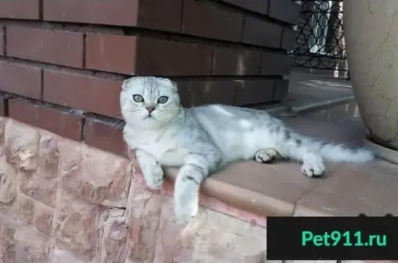 Пропала кошка с ошейником в Красногорском Деревне, Московская область