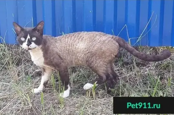 Кошки потеряшки, Дворищи, фото: Потеряшка кот в деревне Дворищи, Владимирская область