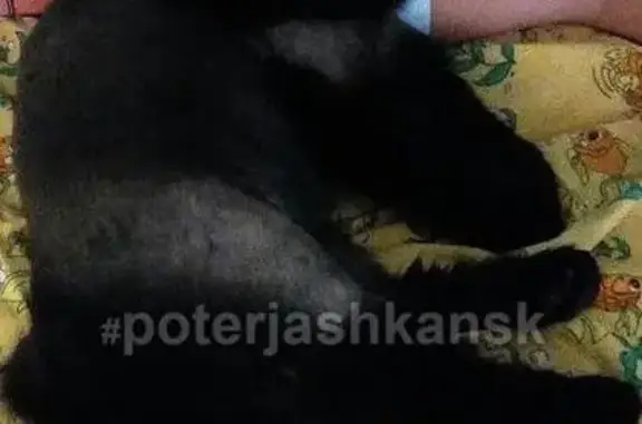Пропала кошка в районе Новосибирска, возле пансионата 