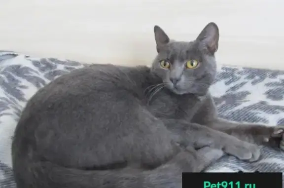 Найден кот русской голубой породы на ул. Петухова