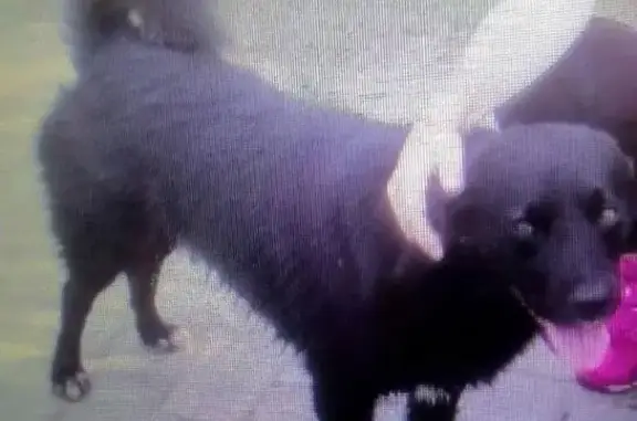 Собаки потеряшки, Моста, фото: Потеряшка собака в районе Тетерево, около моста