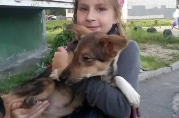 Пропал щенок, женского пола в Северодвинске, Россия