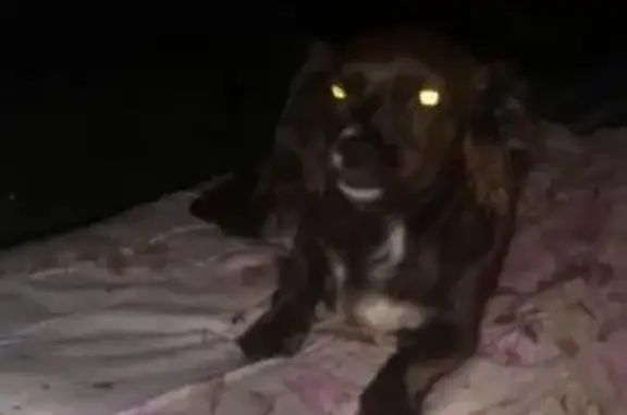 Собака найдена в Борисенко, Владивосток