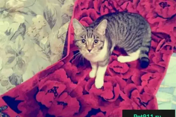 Найдена домашняя кошка на 27-й Северной улице, Омск
