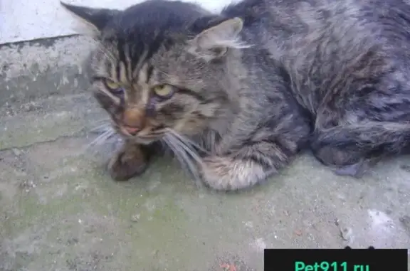 Найдена кошка в Юбилейном микрорайоне, адрес - ул. 70-летия Октября