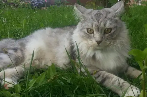 Пропала кошка в деревне Желябино-2, Красногорск. Помогите найти!