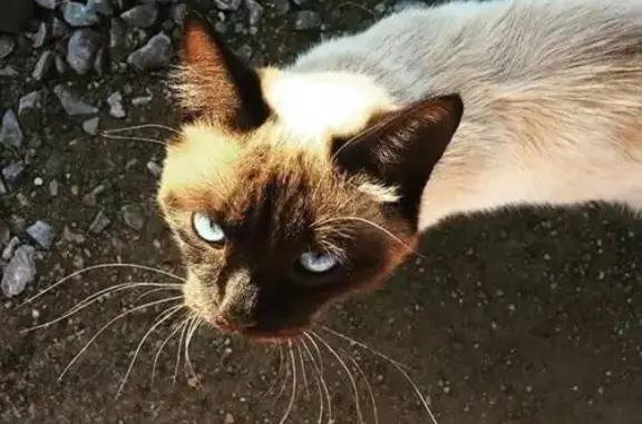 Пропала кошка Марсик в Зубово, Башкортостан