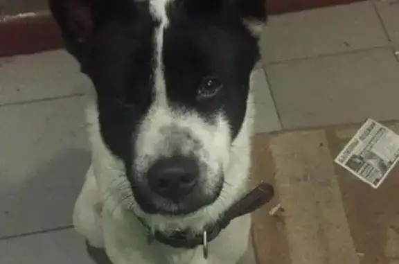 Найдена собака в Капотне, ищет хозяев.