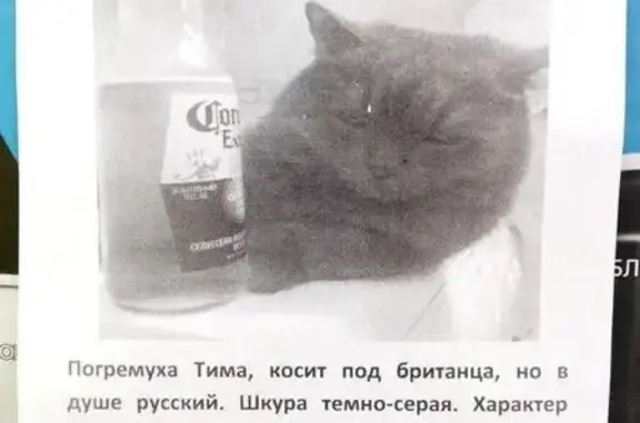 Пропал серый кот на ул. Ленина, 52 в Екатеринбурге