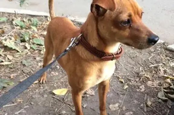 Собака найдена в Самаре, ул. Карбышева, 17/09/2017.