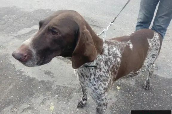Найдена собака в Старой Константиновке, ищет хозяина!