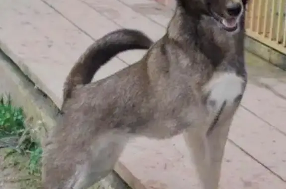 Пропала собака Маша в Мега Белой Даче, Котельники, Дзержинский, вознаграждение гарантировано