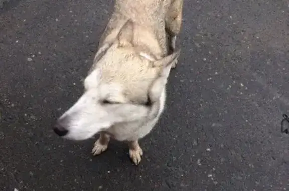 Найдена собака на остановке 310 МК в Мурманске
