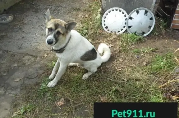 Найден игривый белый пес с черным пятном в Казани