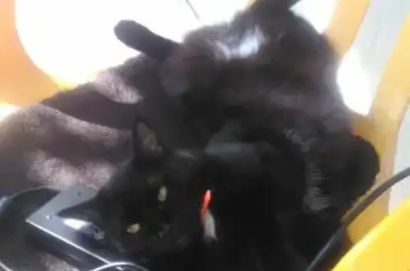 Кошки потеряшки, Небуг, фото: Потеряшка кошка в Небуге, вознаграждение.