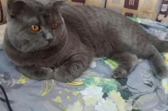 Пропал кот Маркиз в поселке Бобровский, Свердловская область
