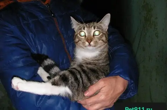 Найдена кошка на ул. Черепанова