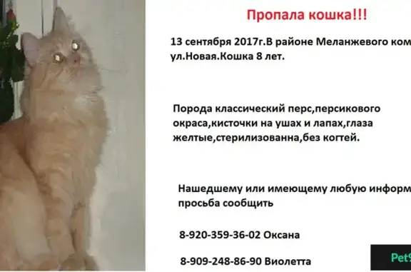 Пропала кошка на ул. Новой в Иваново