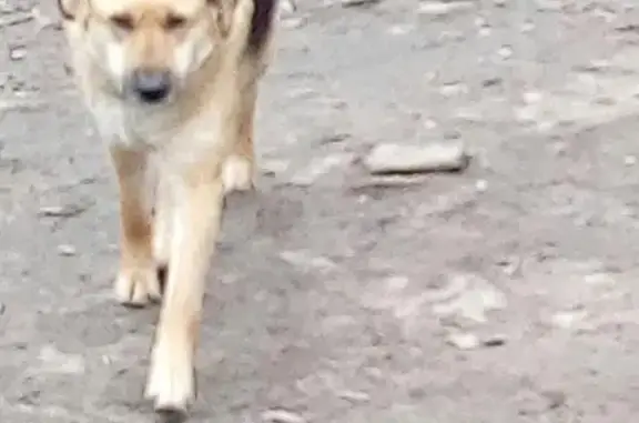 Пропала собака на улице Нижние Поля в Москве