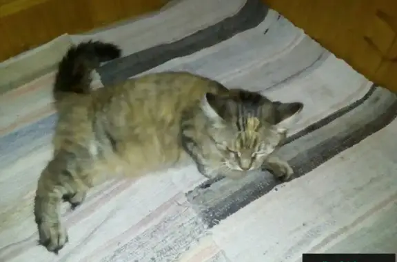 Найдена кошка в Егорьевске, МО - ищем хозяев!