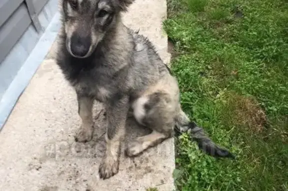 Найдена собака в Бердске без ошейника