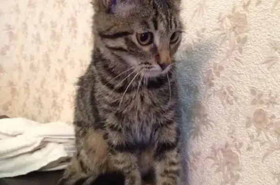 Найдена кошка в Подольске: Чья потеряшка?