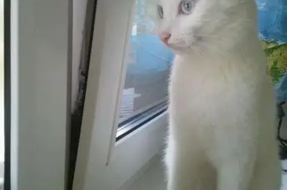 Найдена белая кошка в Химках!