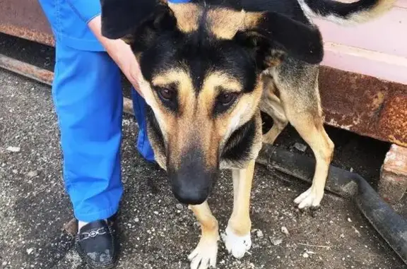 Найдена собака в Саранске на заводе Лисма