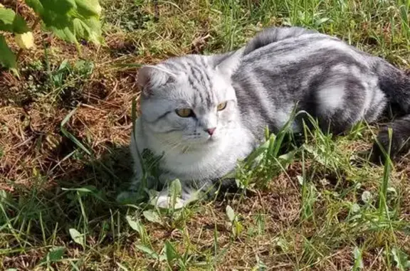 Пропала кошка Арчик в Ногинском районе, Московская область