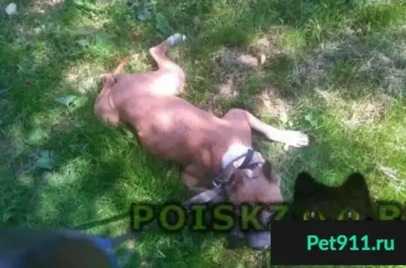 Пропала собака на Липецкой, д. 22, Бирюлево Восточное, Москва